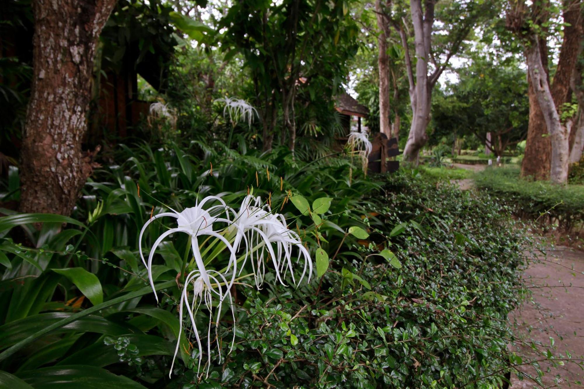 Baan Krating - Sha Resort