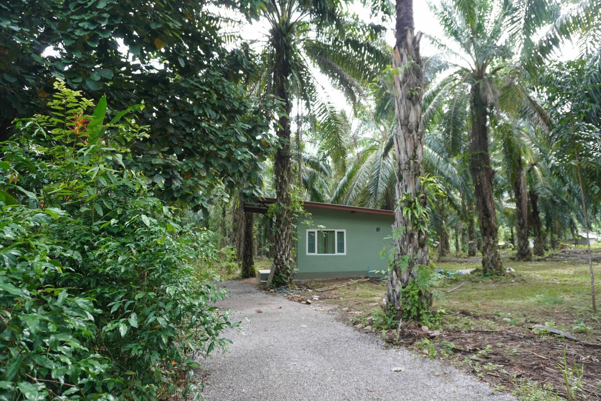 Khao Sok Palmview