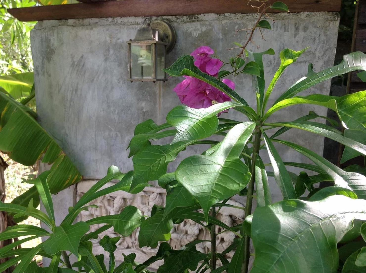 Ananas Samui