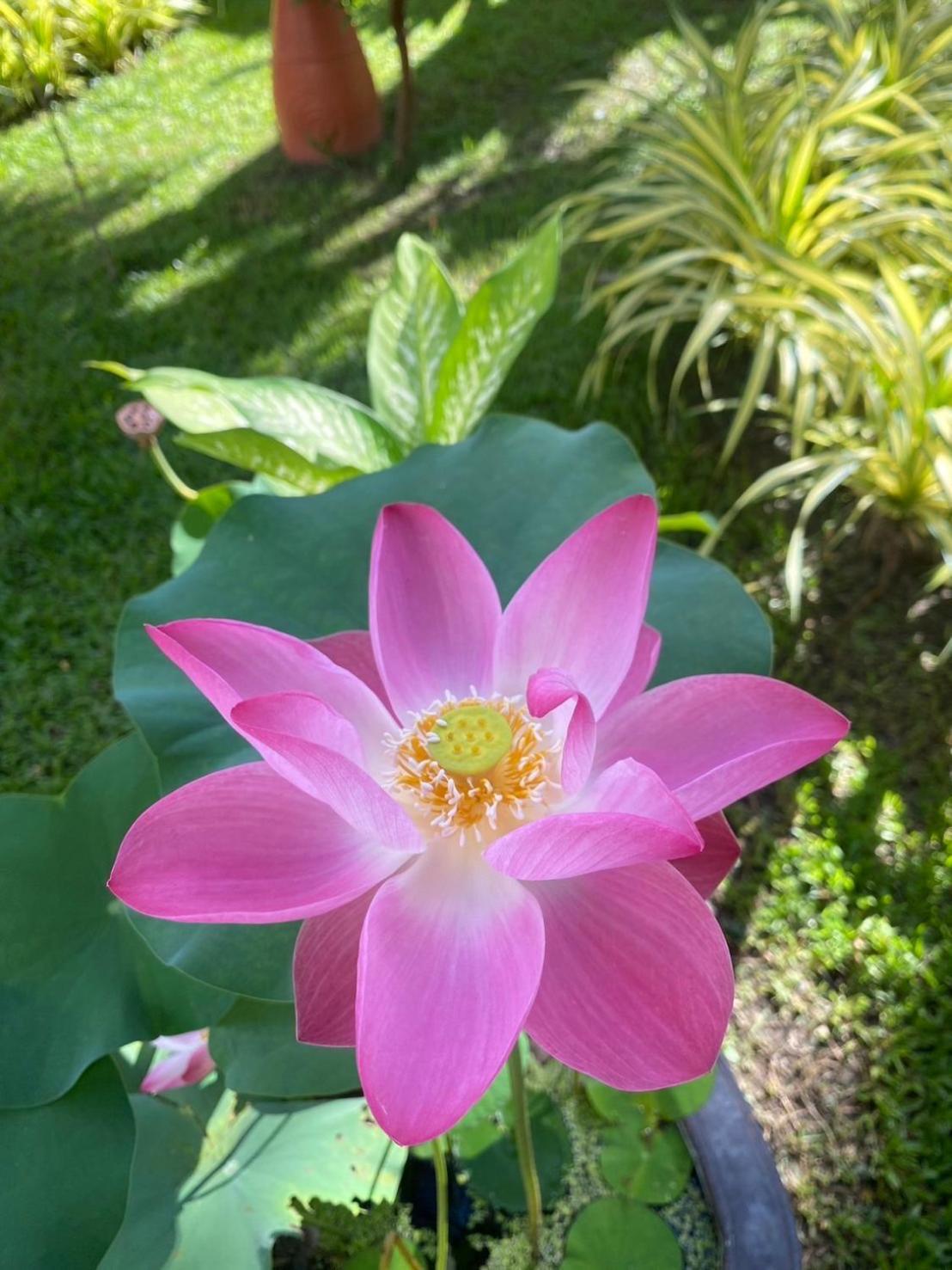 Royal Phawadee Village - 2 Minutes Walk To The Hotel Patong