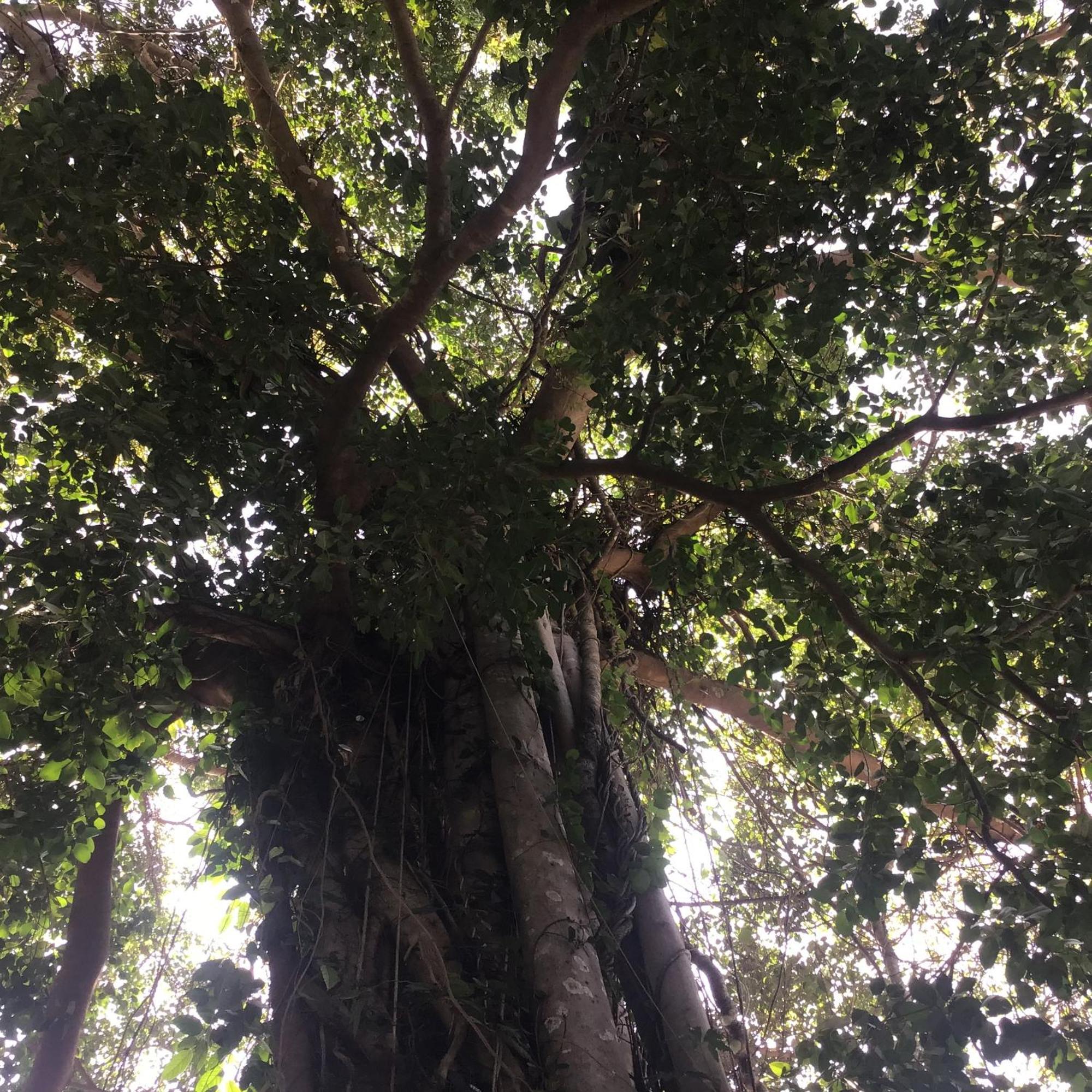 Grand Tree