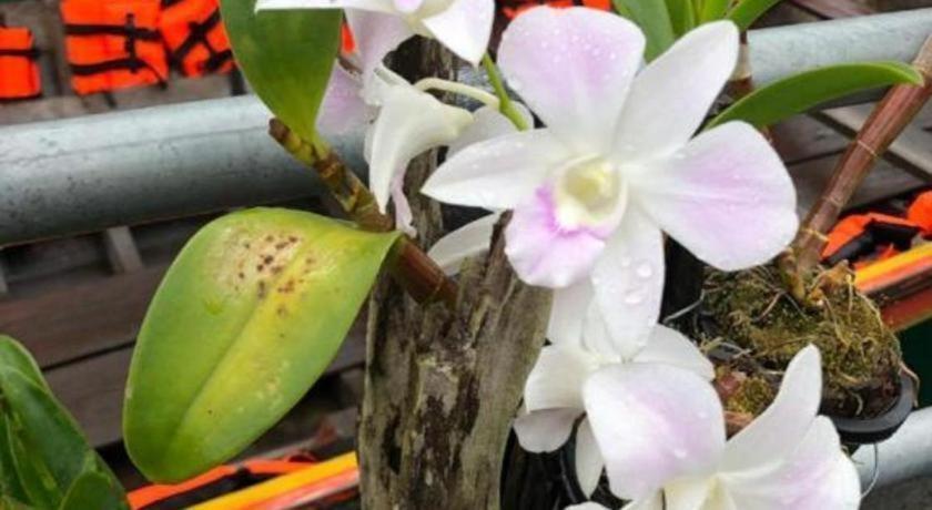 Orchid House Resort