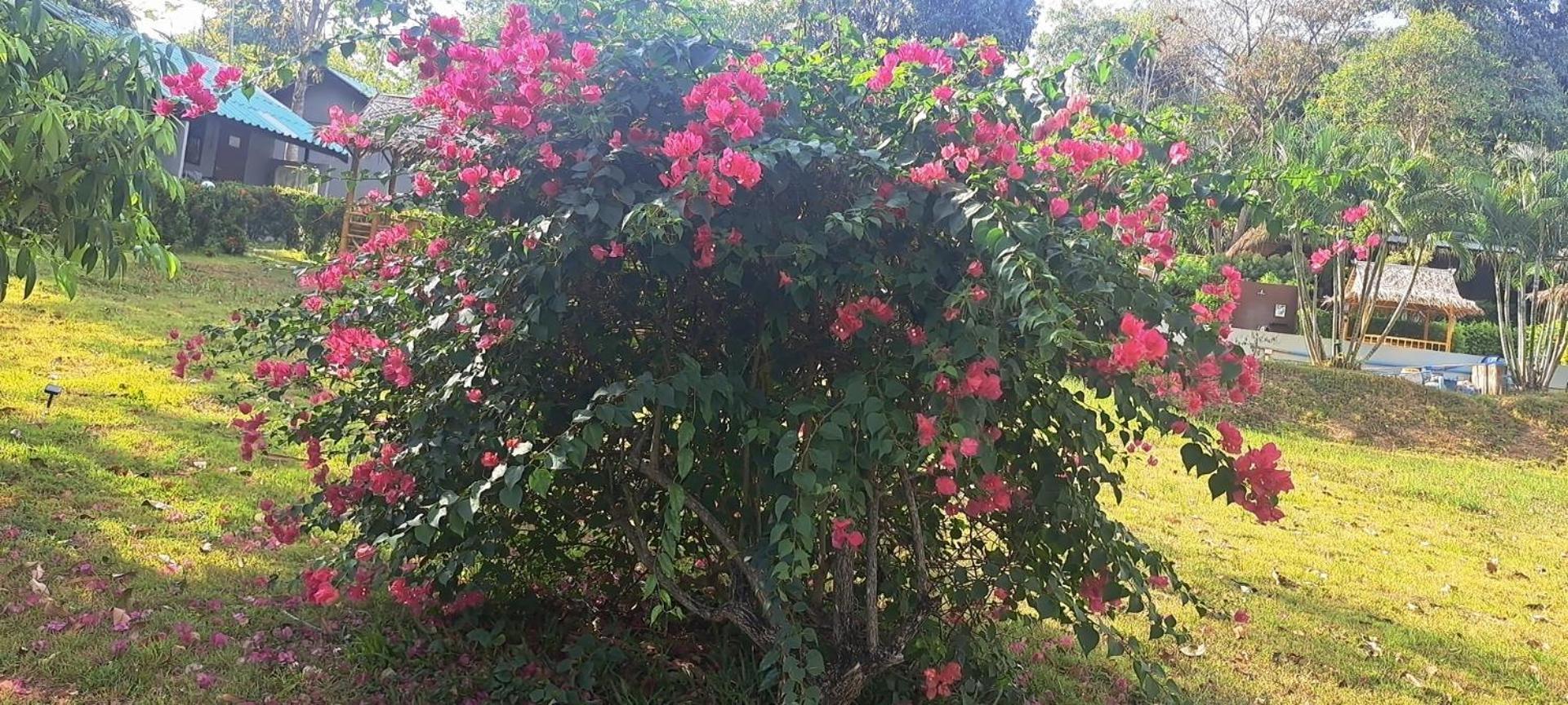 Resort Siam Flora *