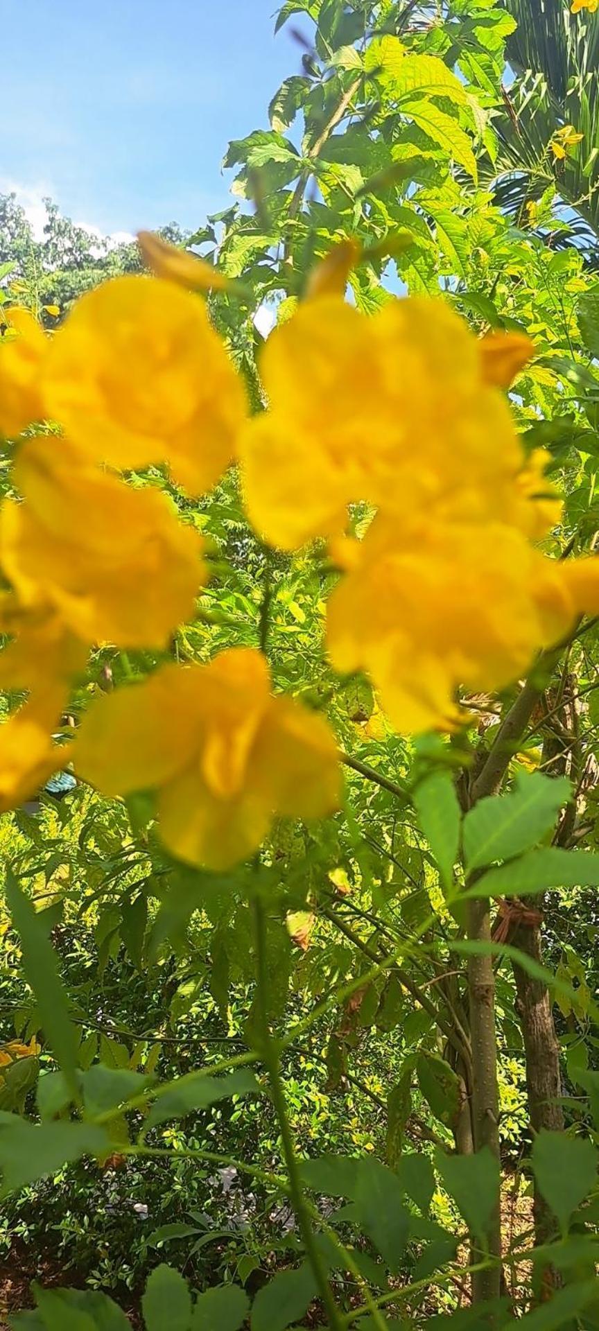 Siam Flora * Koh Lanta