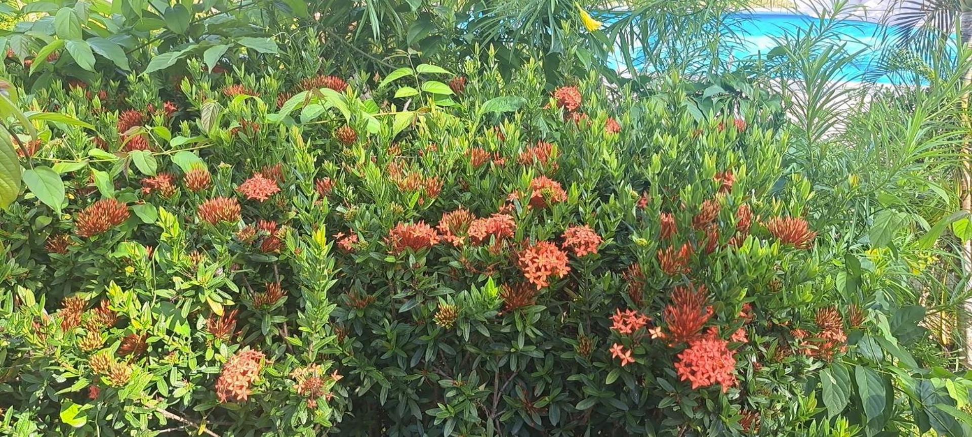Siam Flora Resort
