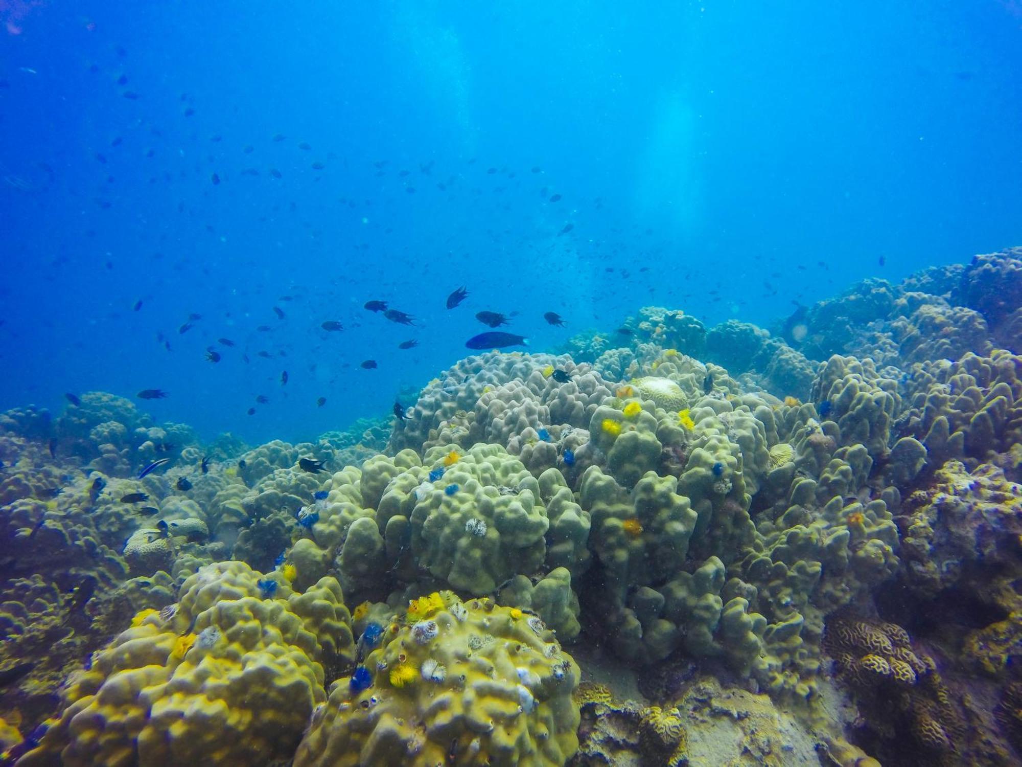 Pinnacle 4* Koh Tao