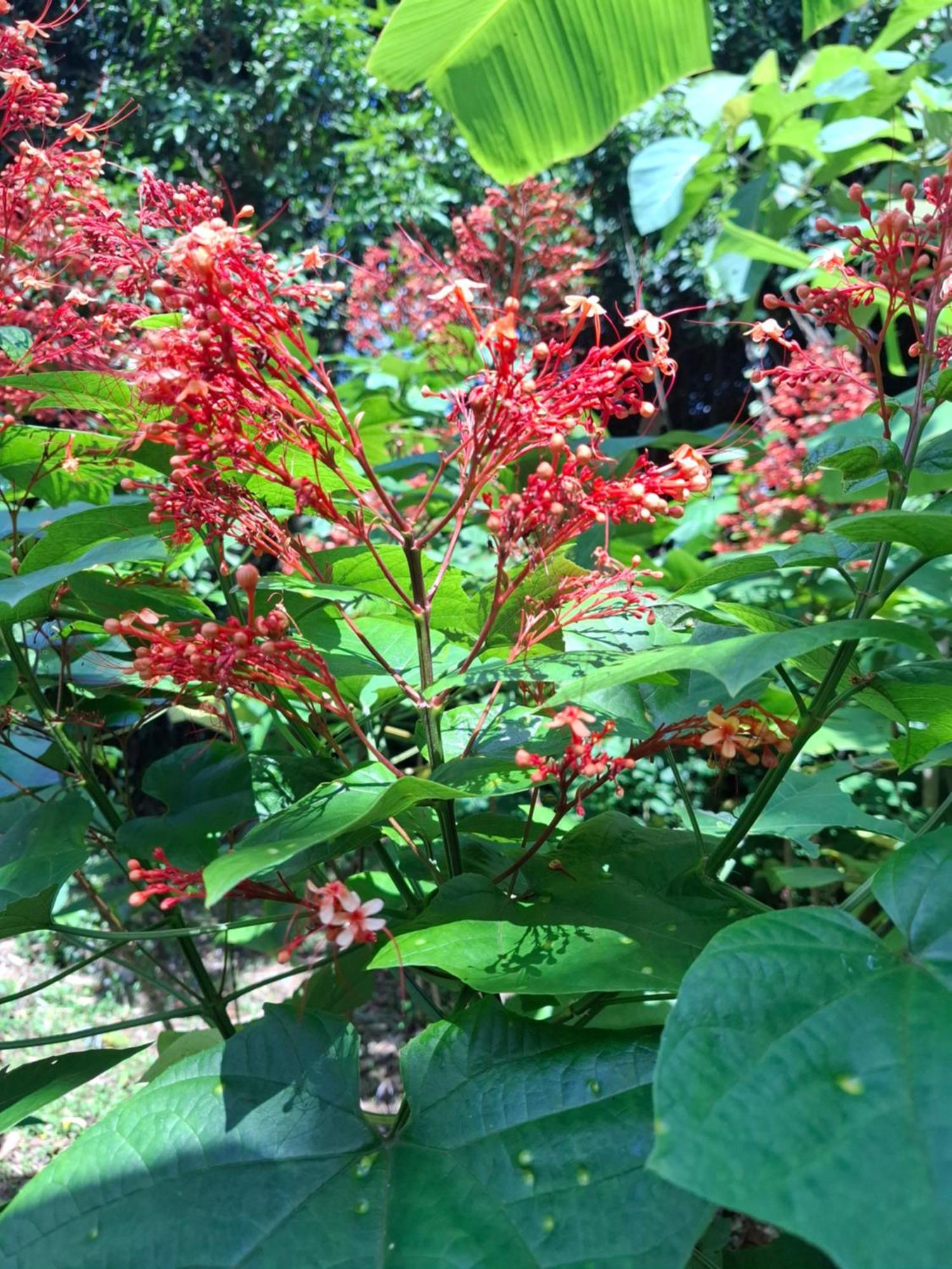 Bang Po Garden