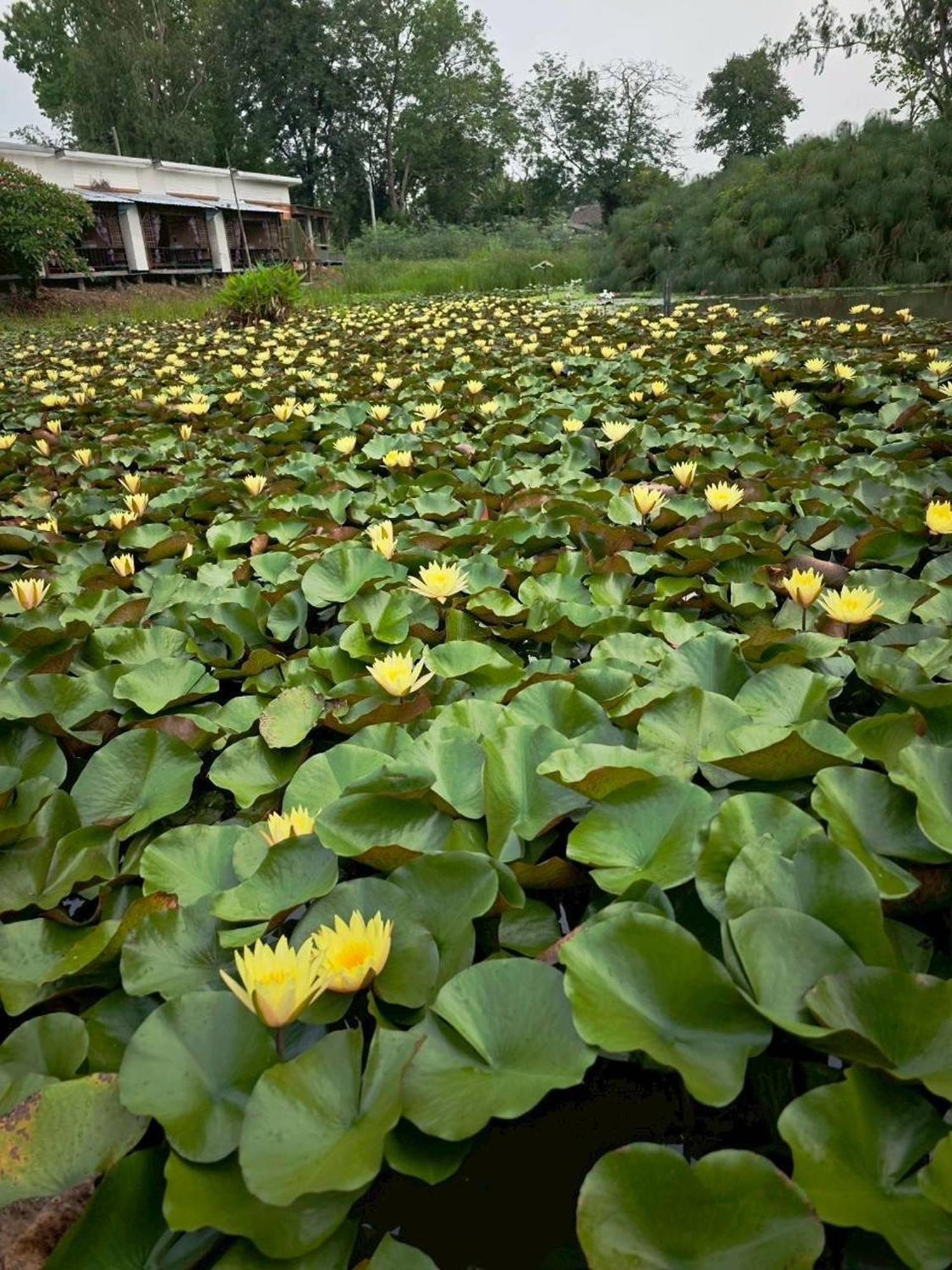 Saikaew Chiang Rai