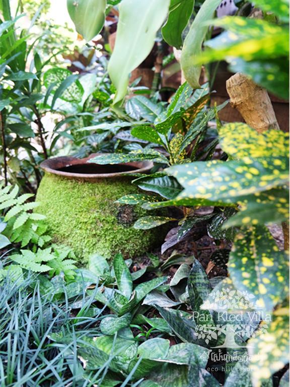 Pan Kled Eco Hill - Sha Extra Resort
