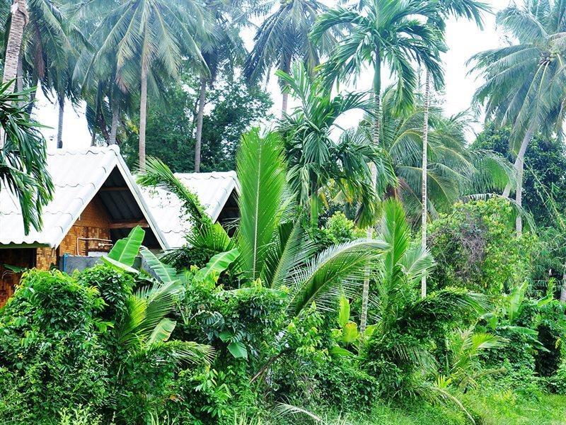 Jungle Garden