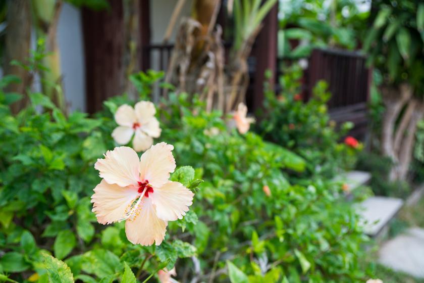Weekender Lamai Beach (Koh Samui)
