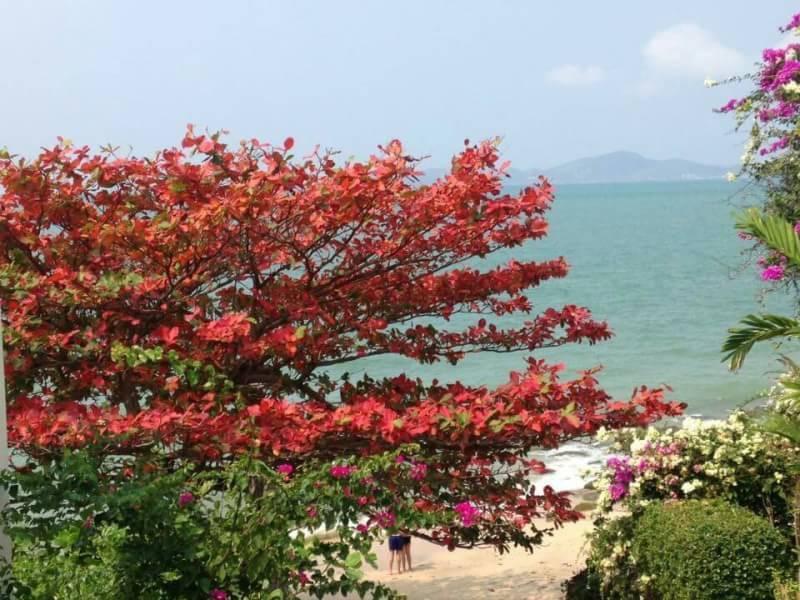 Majestic Pool * Pattaya
