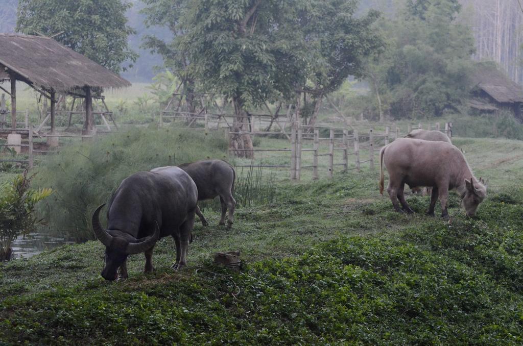 Pa Sak Tong Chiang Rai