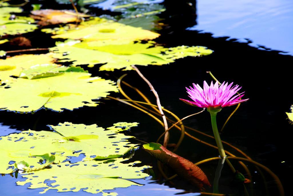 Saree Lagoon Koh Samui Villa