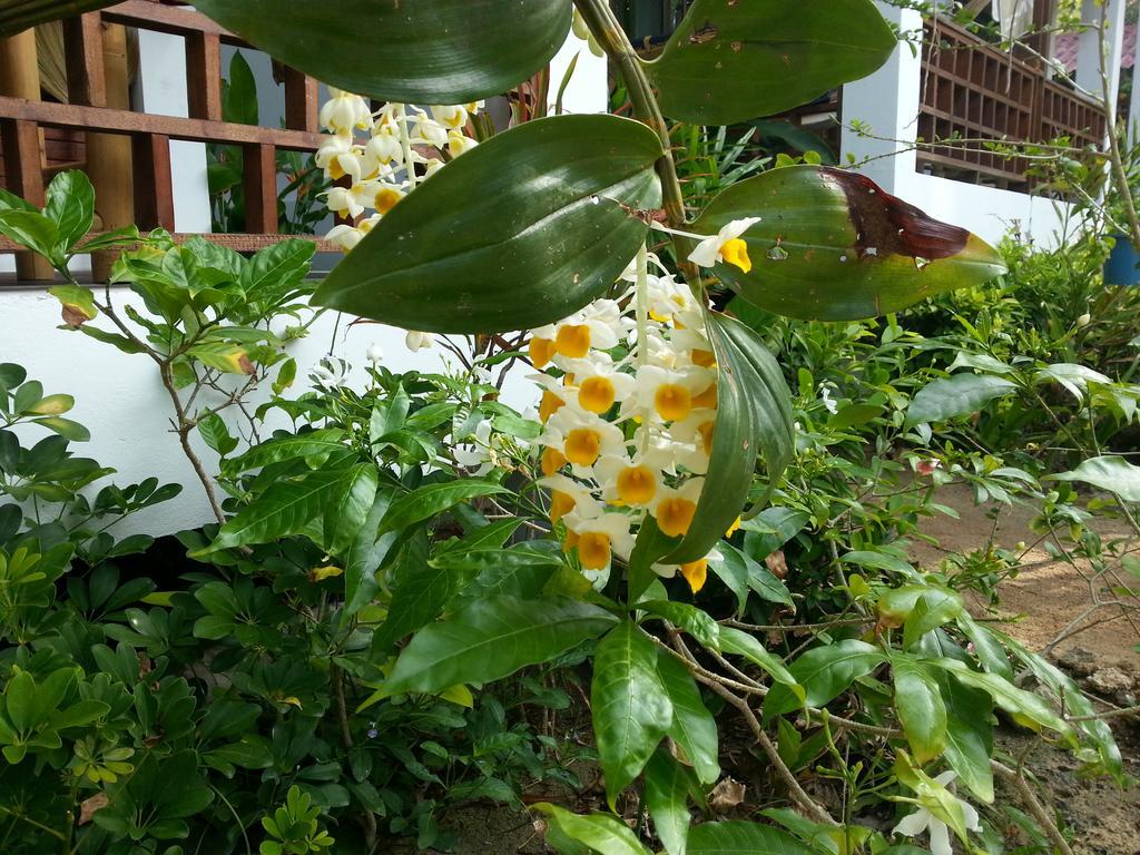 Benjamin's Hut Resort Srithanu