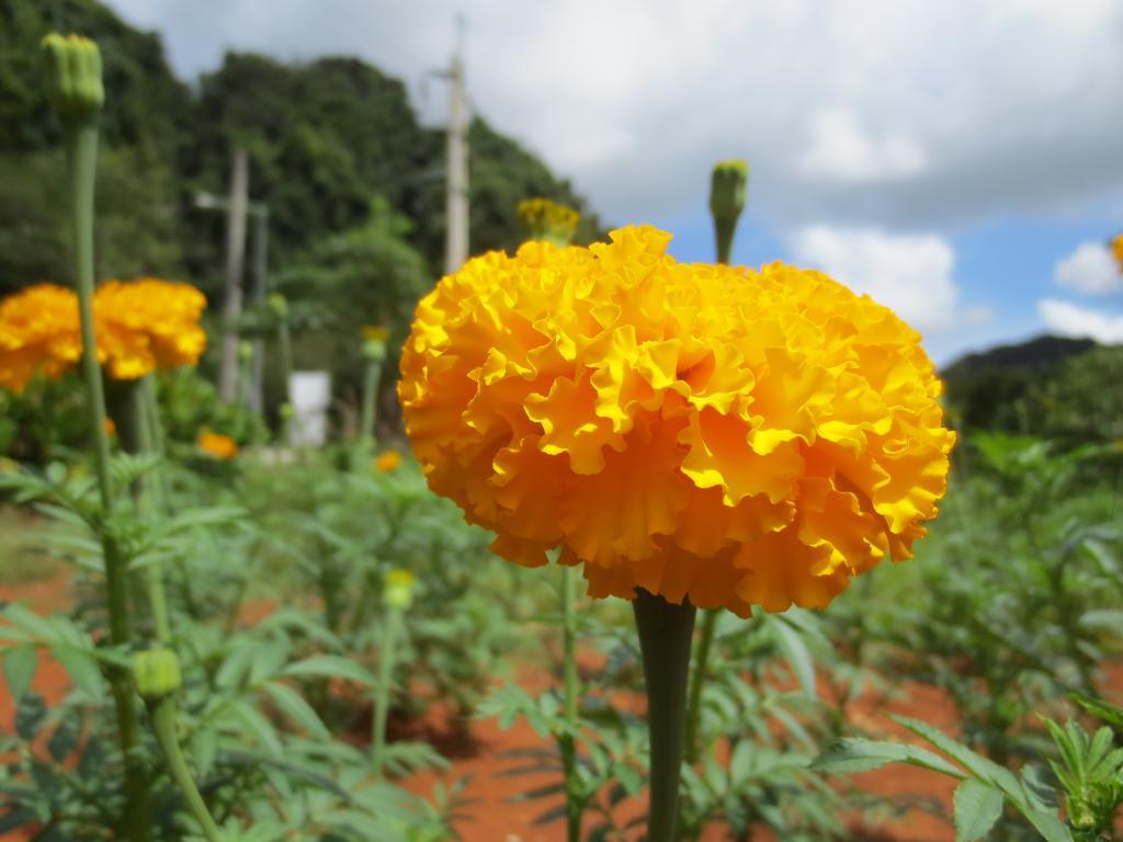 Resort Pantharee 3*