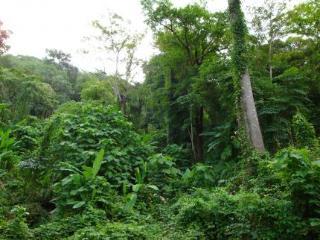 Ban Pailin Hill Patong