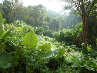 Ban Pailin Hill Patong