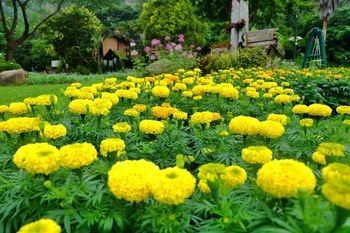 Phu Ing Fah 3* Pong Yaeng