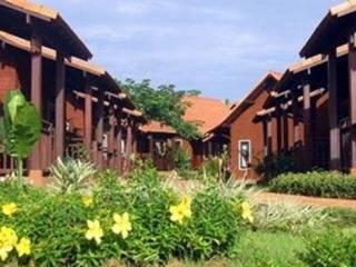 Golden Pine And Chiang Rai