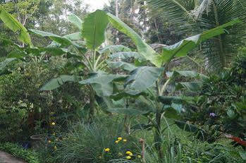Phangan Farm 2*