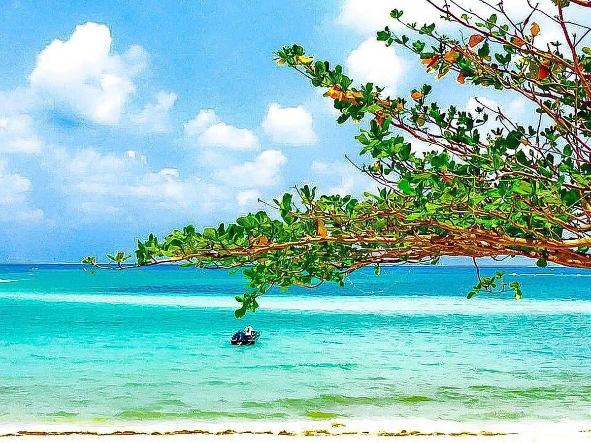 Samui Palm Maret
