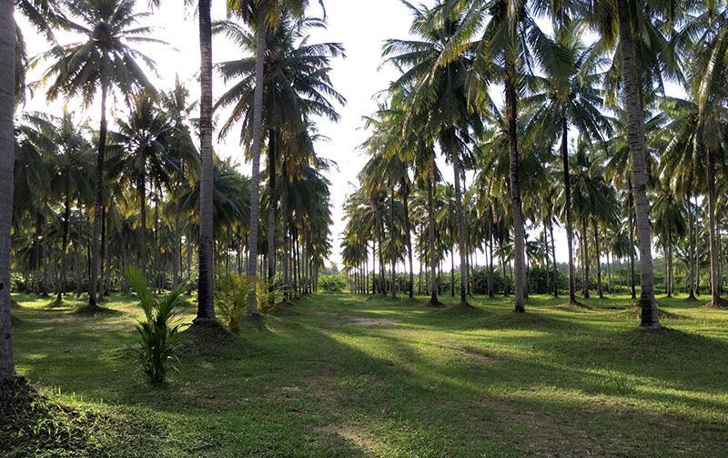 Golden Coconut