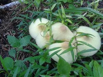 Phangan Farm 2*