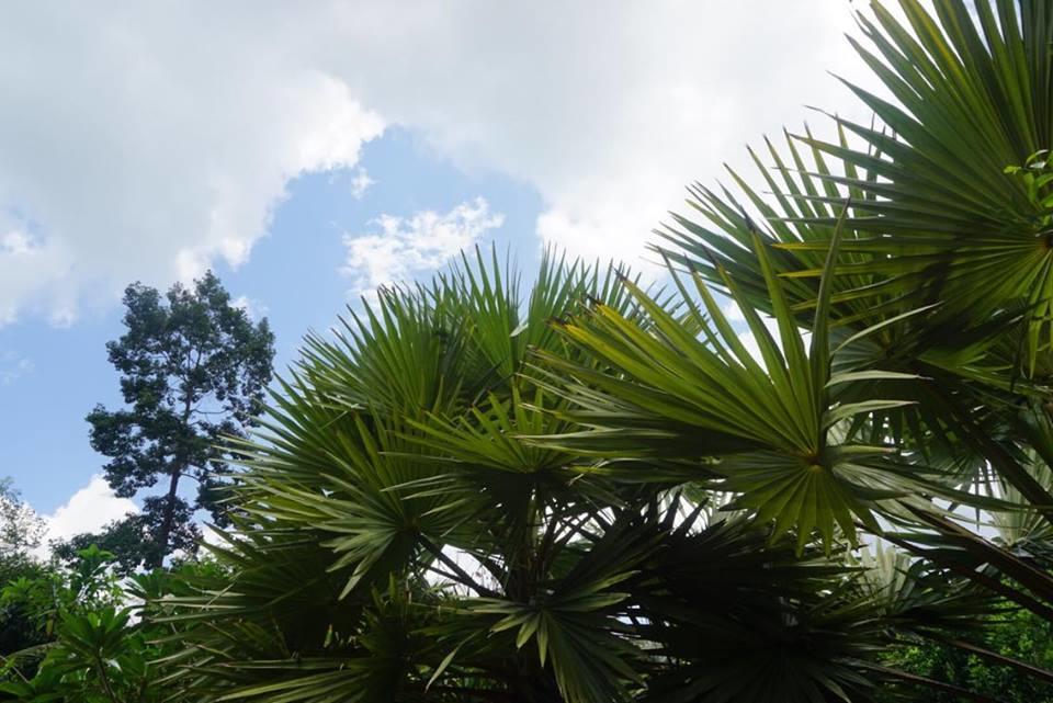 Resort Khao Sok Mountain View 2*