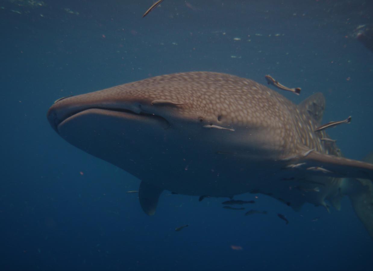 Resort New Heaven Dive School And *