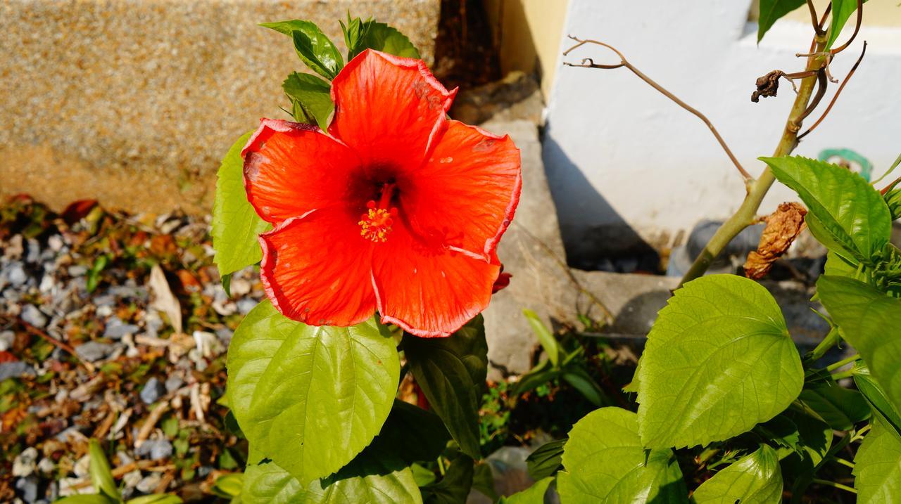 Les Palmares