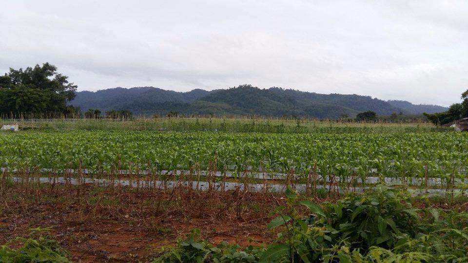 Dachatorn Village 3* Khao Lak