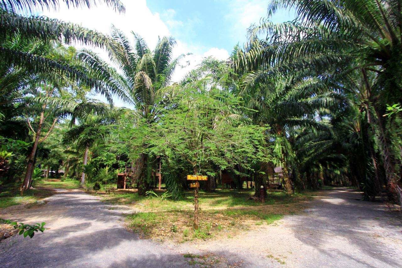 Khao Sok Palmview