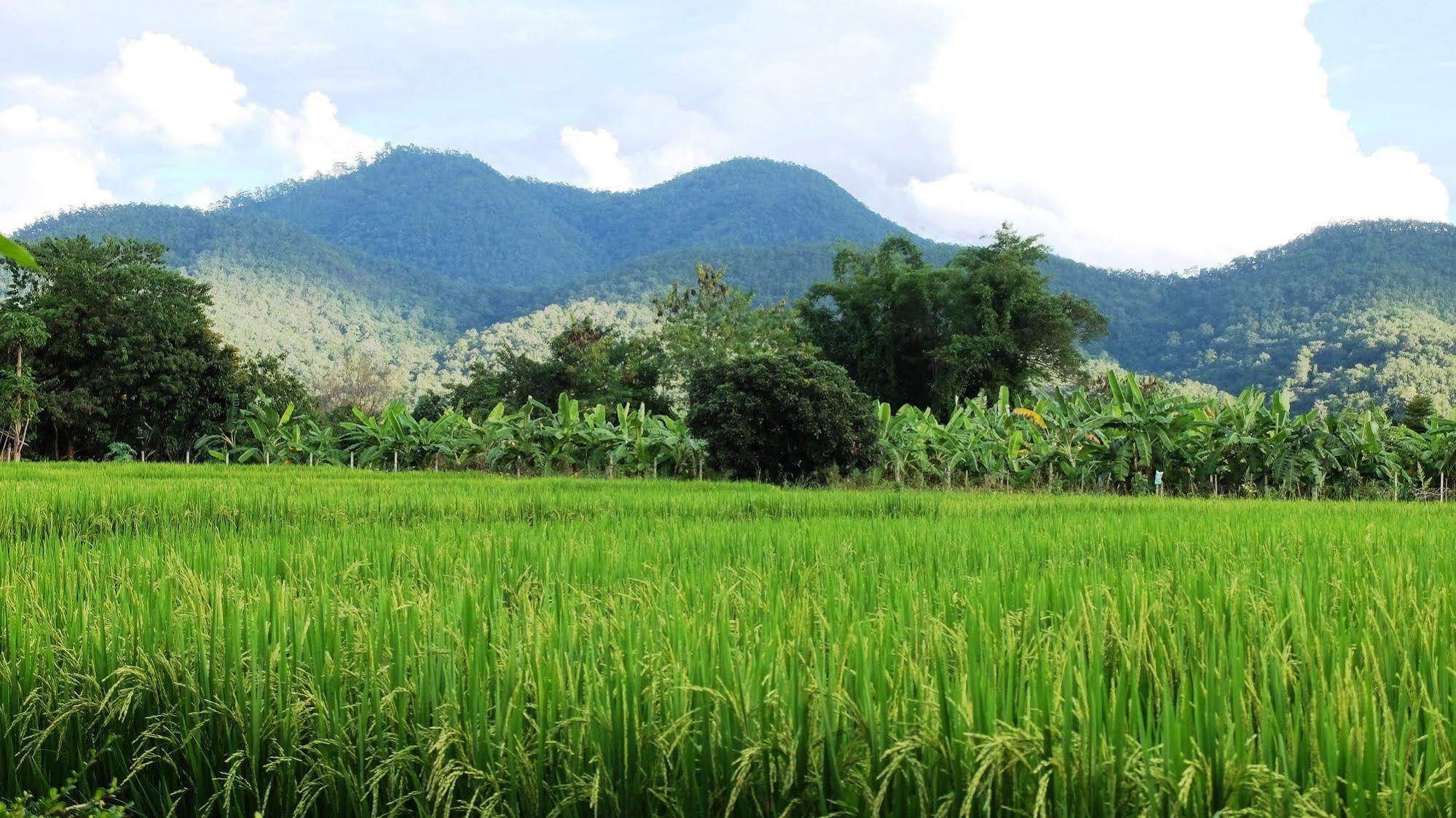 At Pai
