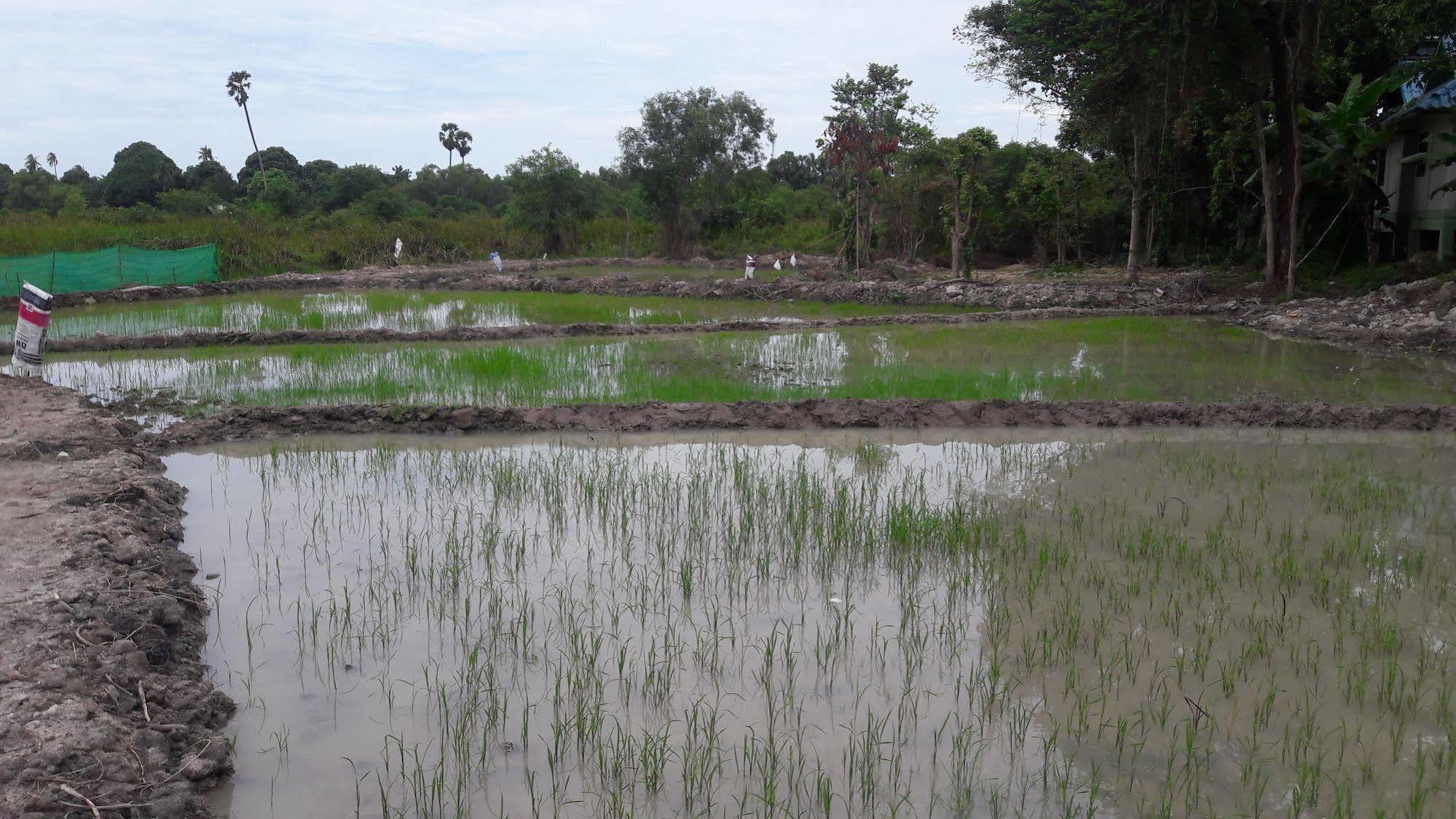 Phangan Farm Hotel