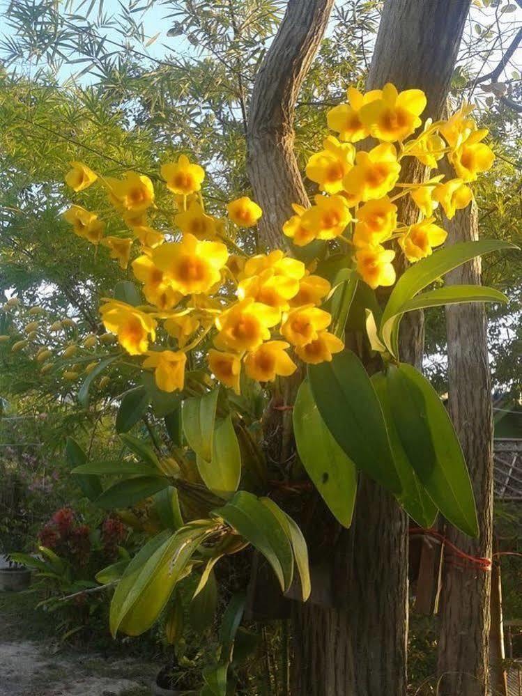 Phangan Farm