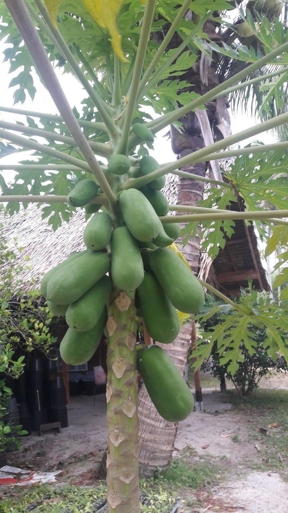 Phangan Farm Ko Pha Ngan