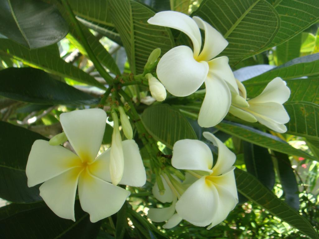 Baan Kuasakul Resort Mae Nam