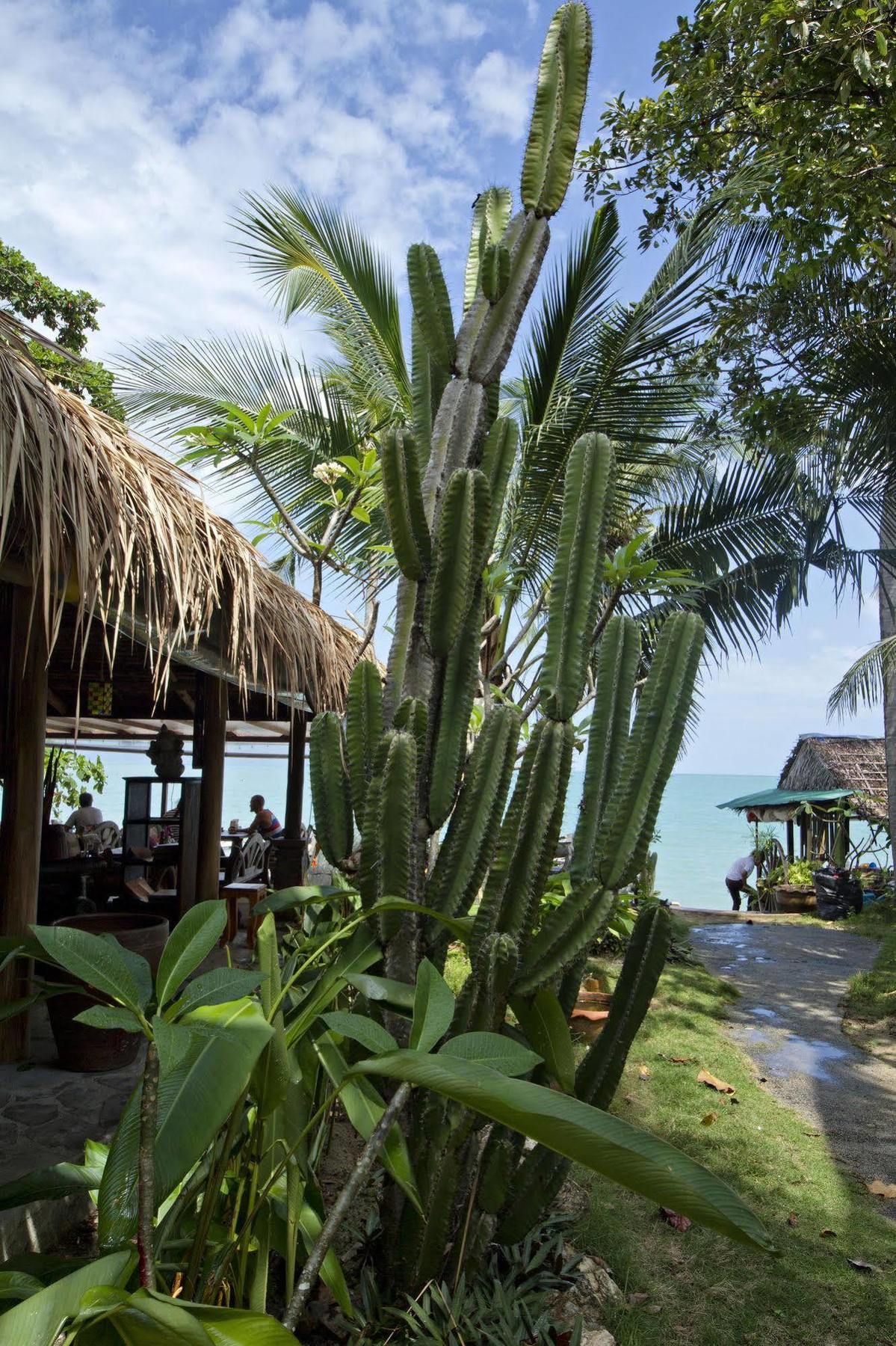 Cactus 2* Koh Samui