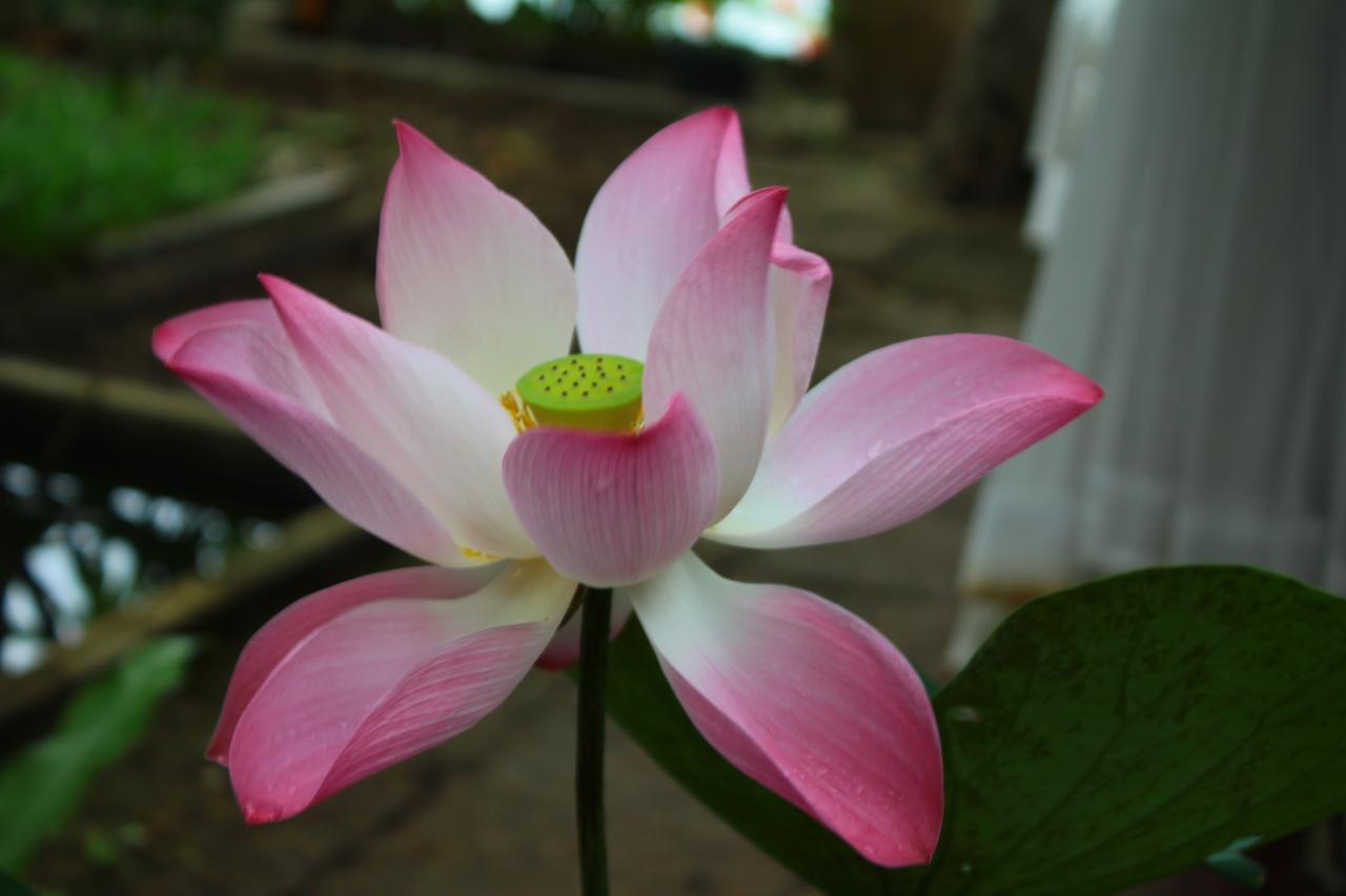 Ban Sabai Big Buddha Retreat & 3*