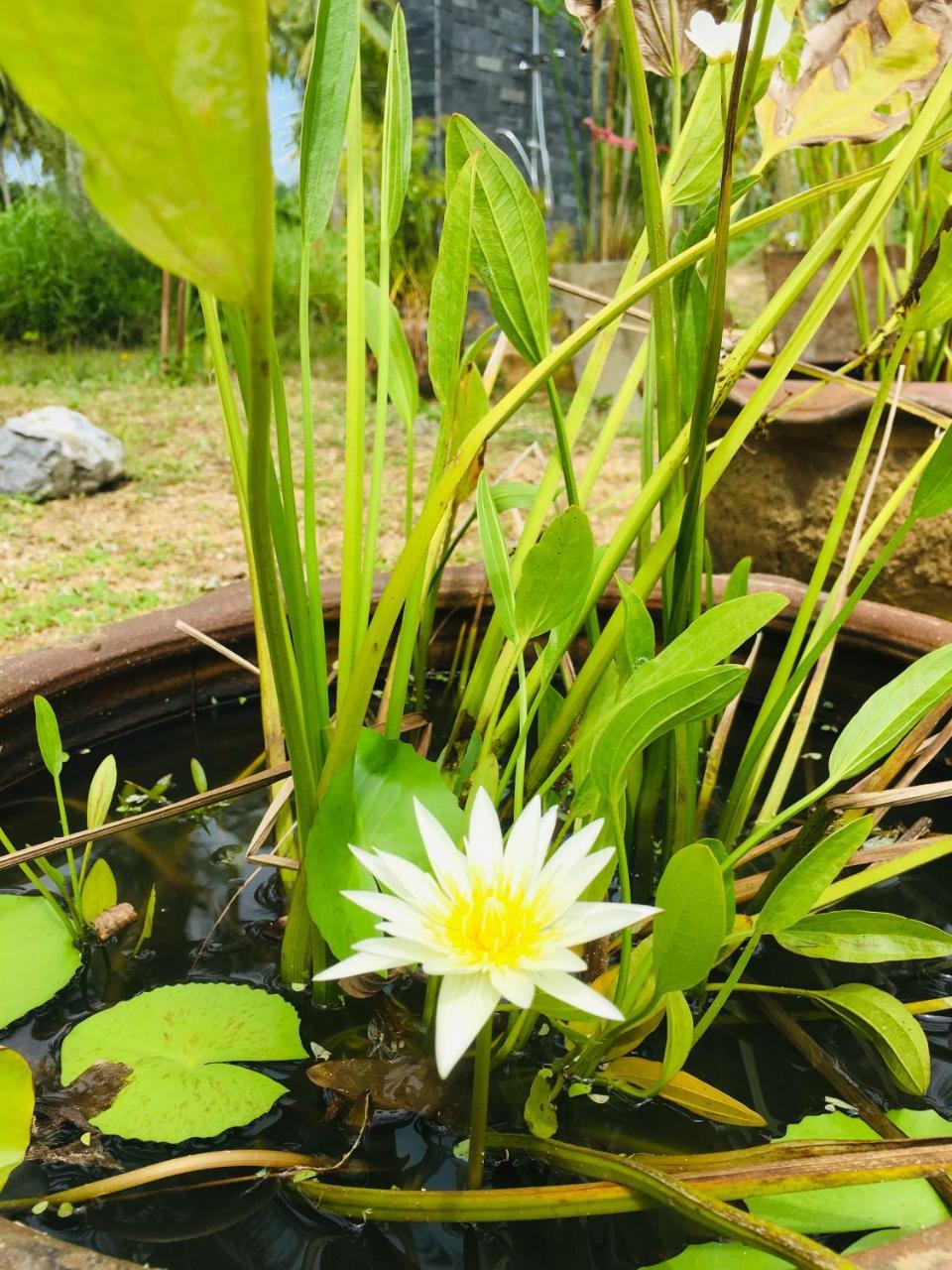 Golden Coconut Resort 2*