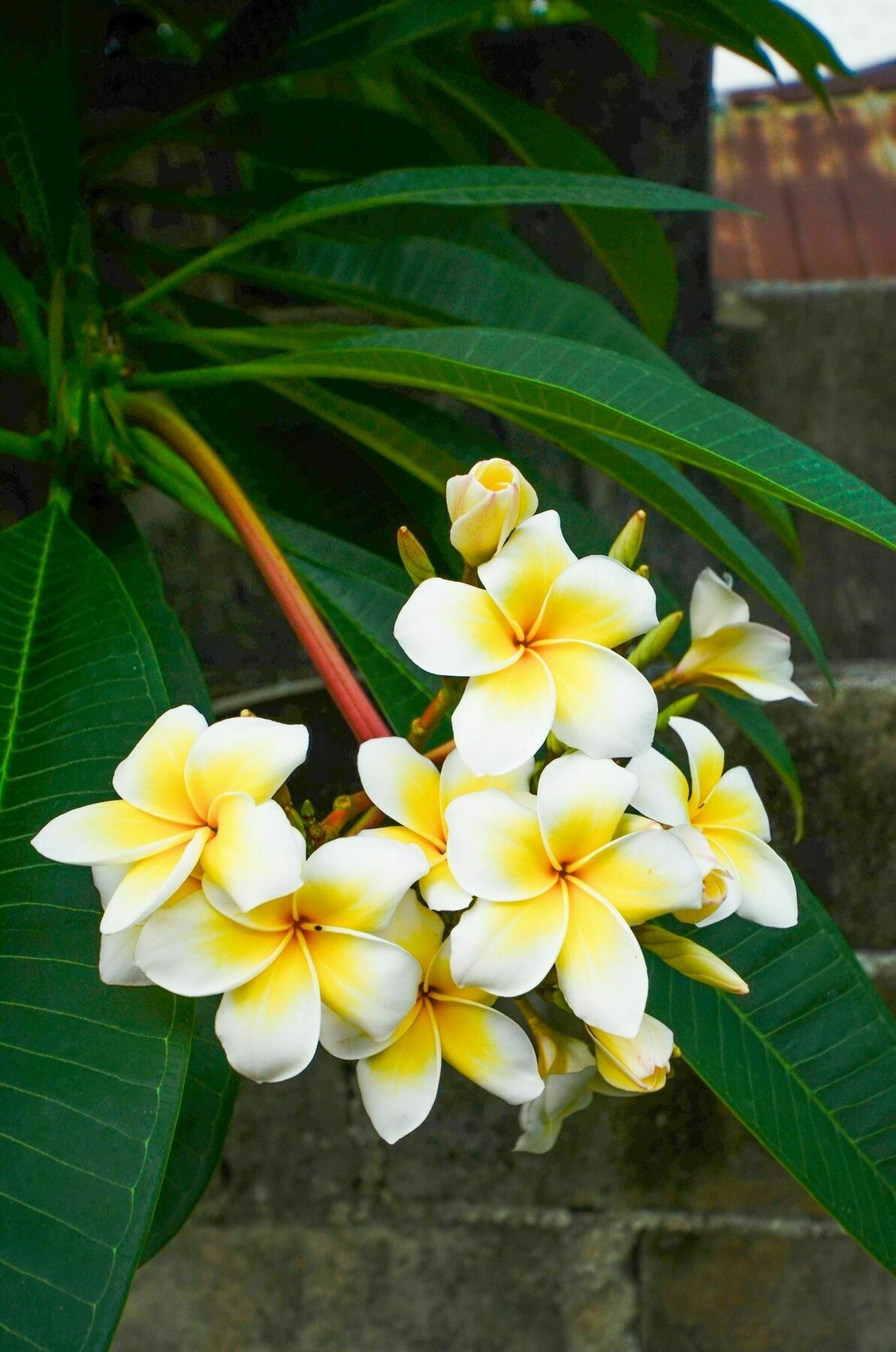 Nid's Chaweng (Koh Samui)