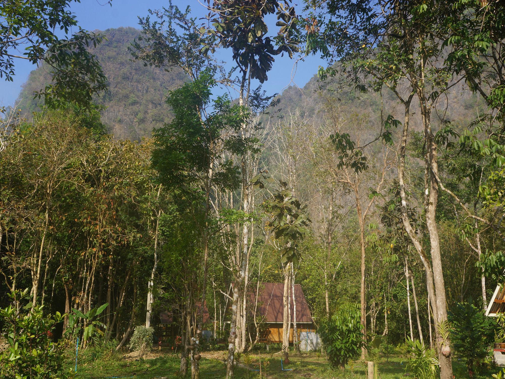 Khao Sok Jungle Inn