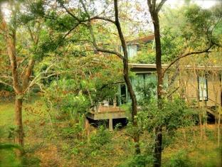 Canary Natural 3*