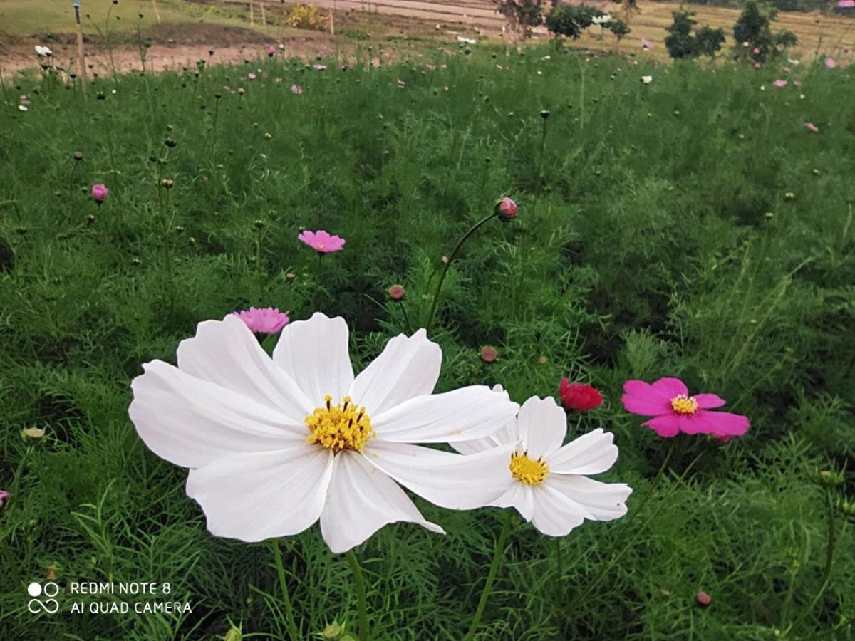 Phu Pai Art Mae Hong Son