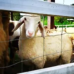 Aristo Chic Resort & Farm