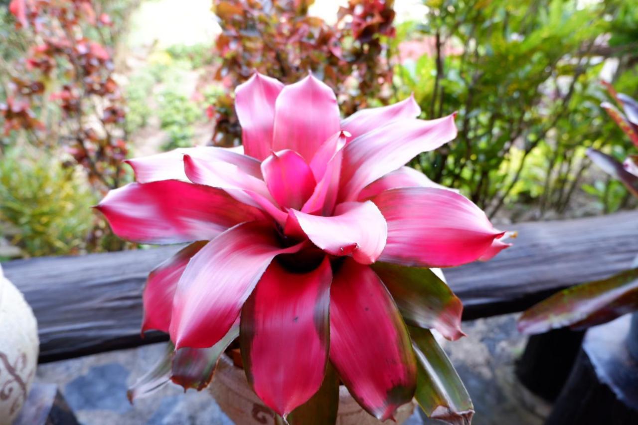 Baan Maikhiangphu Wang Nam Khiao * Nakhon Ratchasima