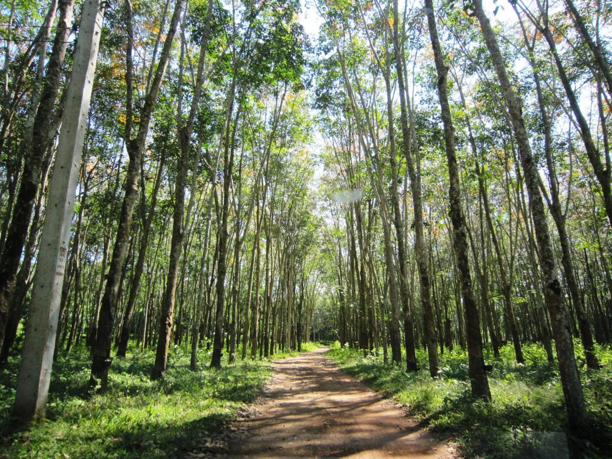 Resort Phanom Bencha Mountain Krabi