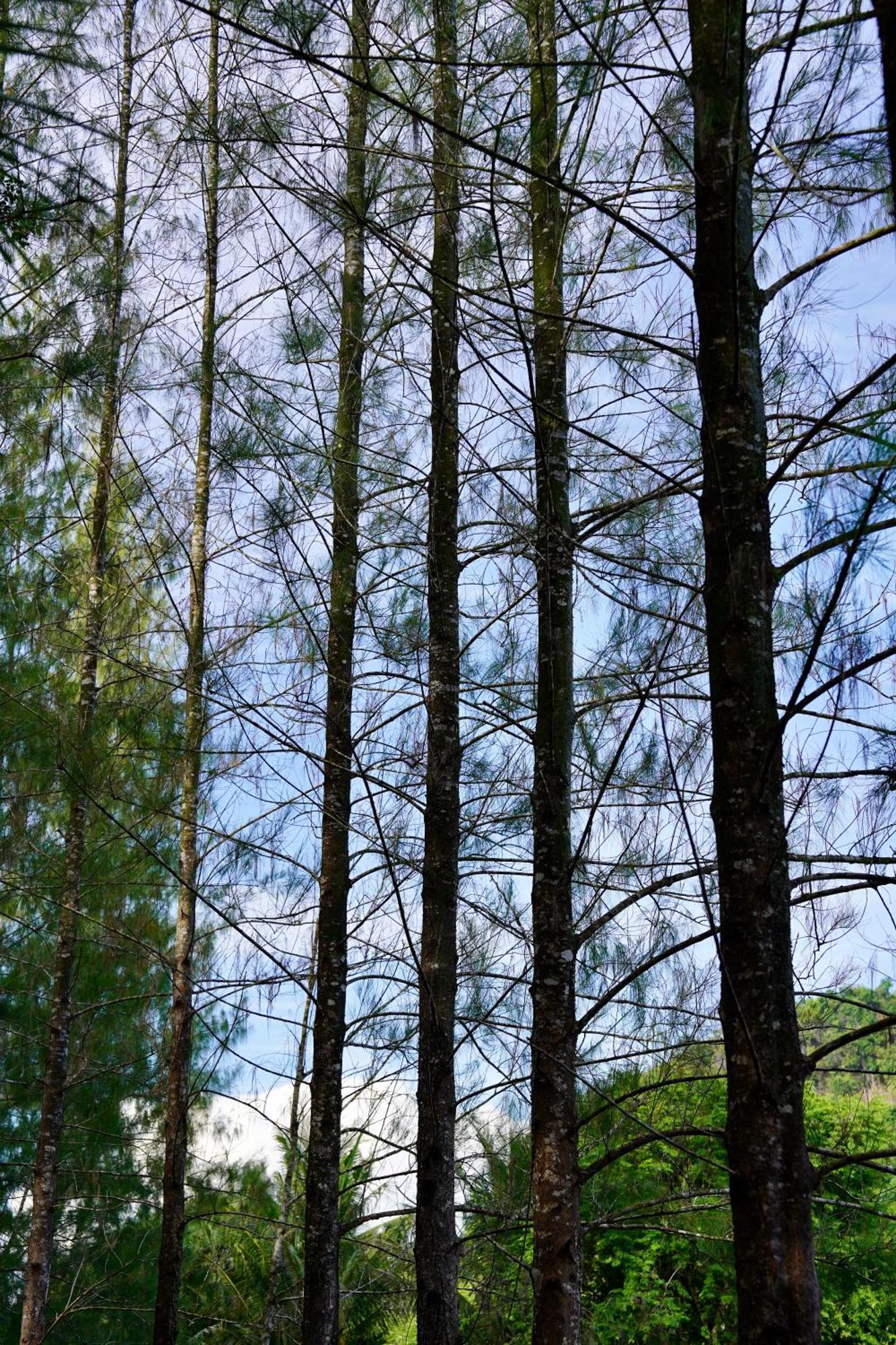 Tarn Villa Krabi