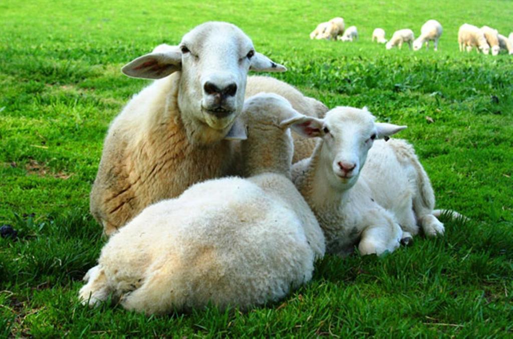 Hotel Aristo Chic & Farm 4*